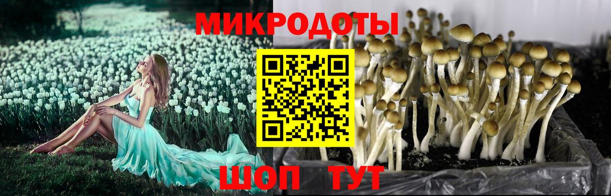 Галлюциногенные грибы мухоморы  Вход с VPN  Галлюциногенные грибы Psilocybine cubensis  Котлас 